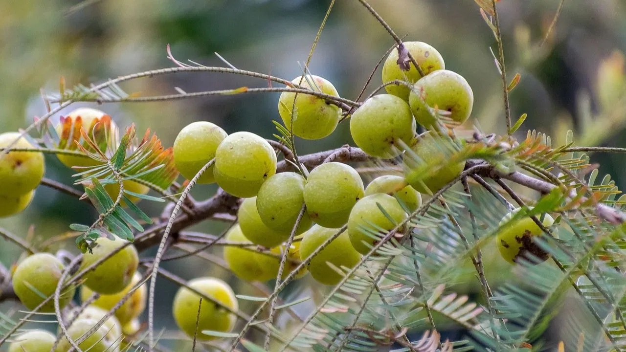Amla
